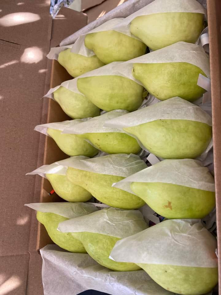 Guava