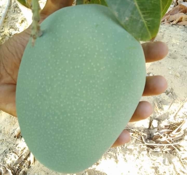 Green Mango