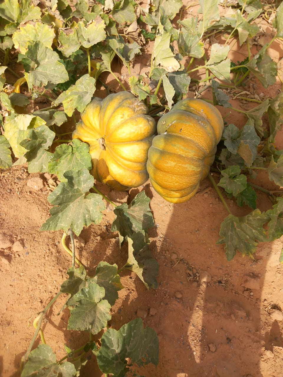Pumpkin