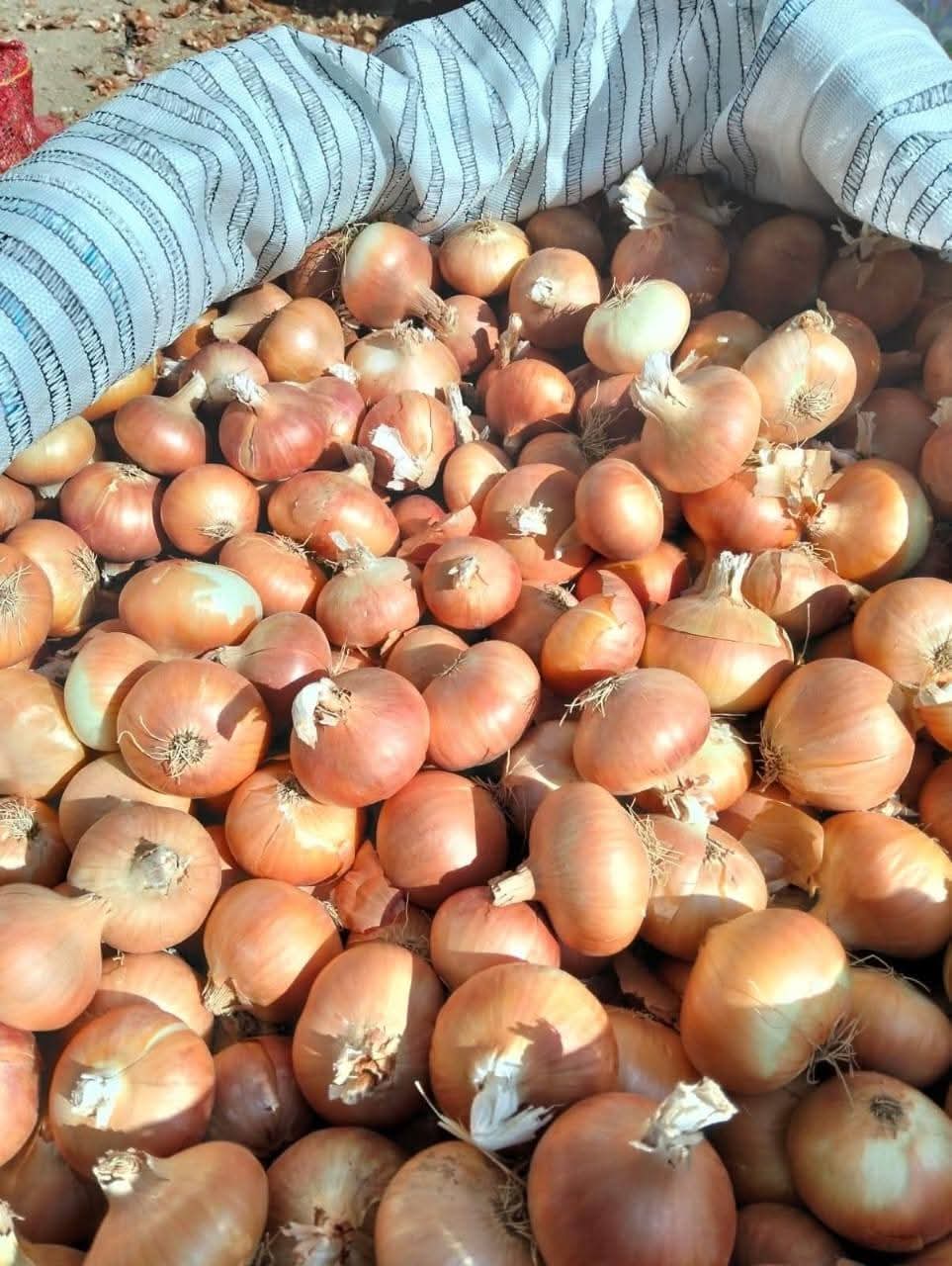 Yellow Onion