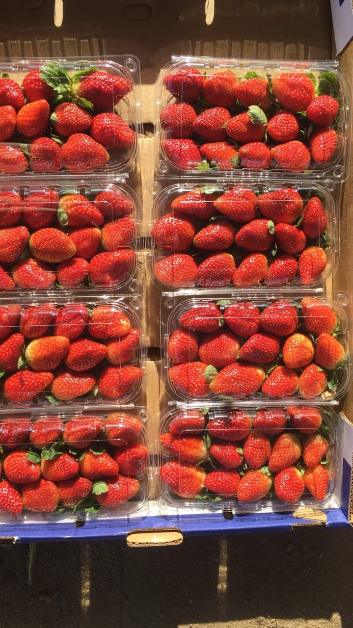 Fresh Strawberry